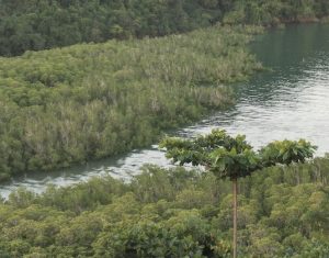 Mangrove mahoraise