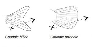 La technique de marquage des pêches présentée par la préfecture