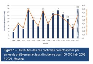 Leptospirose, Mayotte, Santé PUblique France