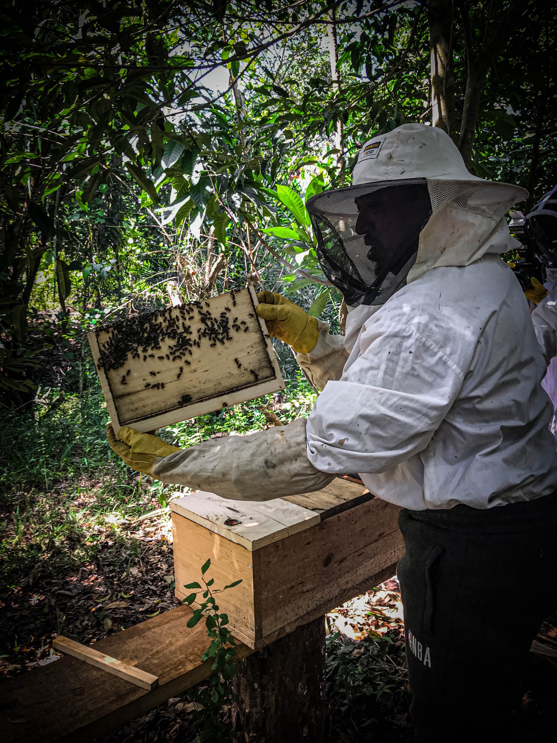 pollinisateurs, apiculture, Mayotte