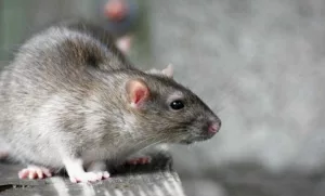 Leptospirose, maladie, rat, rongeurs, urine, eau contamination