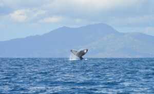 Mayotte, saison des baleines, baleines à bosse, pêche au krill, canicule sous-marine