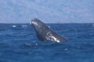 Mayotte, saison des baleines, baleines à bosse, pêche au krill, canicule sous-marine