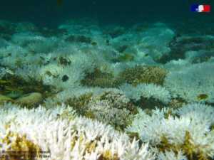 Mayotte, saison des baleines, baleines à bosse, pêche au krill, canicule sous-marine