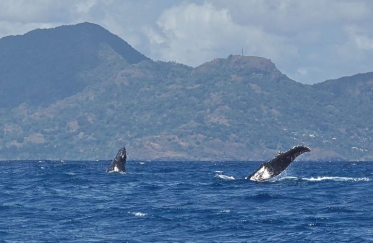 Mayotte, saison des baleines, baleines à bosse, pêche au krill, canicule sous-marine