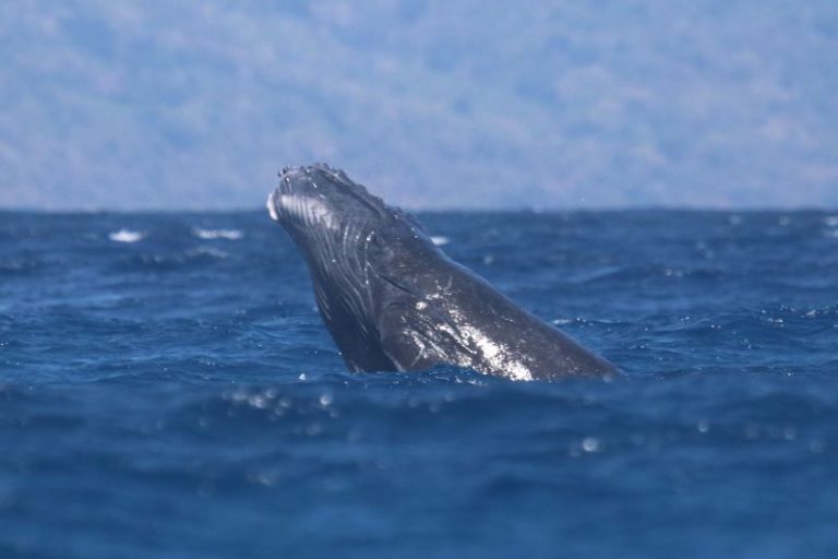 Mayotte, saison des baleines, baleines à bosse, pêche au krill, canicule sous-marine