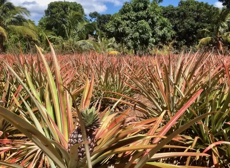 Ukraine, PAC, Mayotte