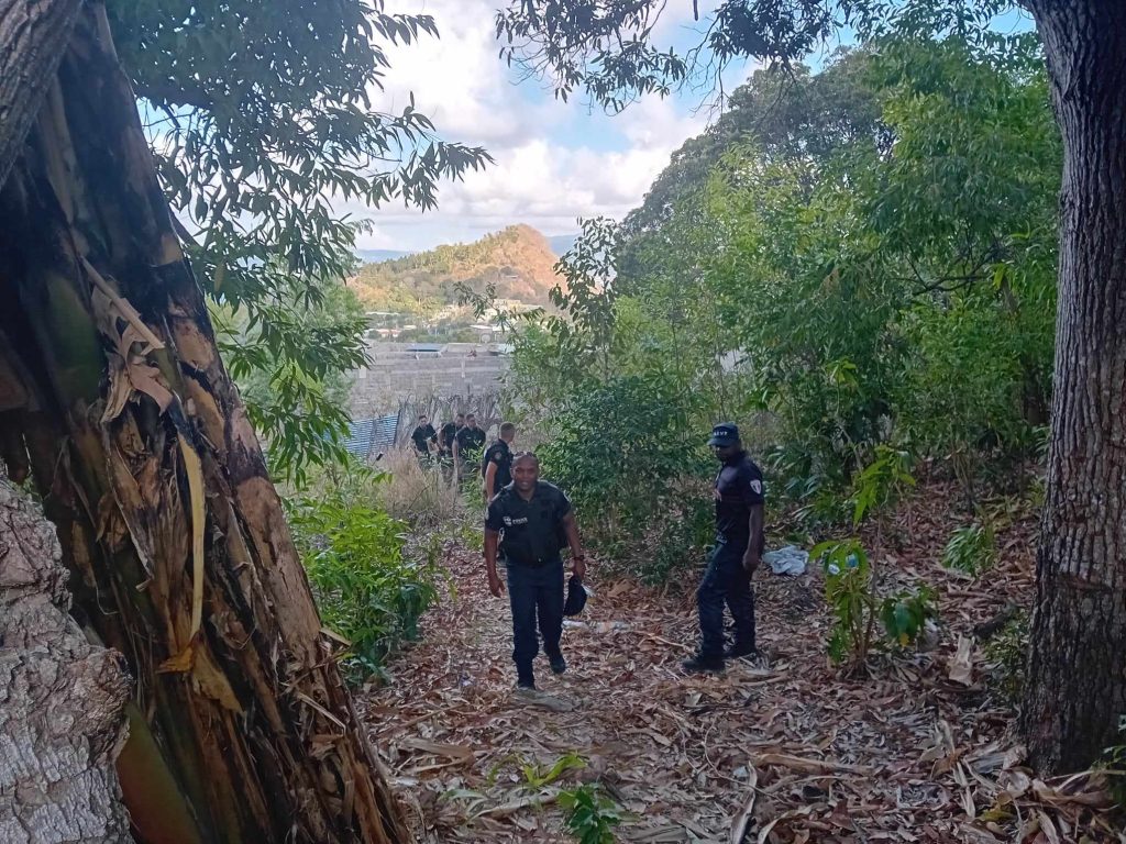 chiens errants, police municipale de Pamandzi, brigade de gendarmerie de Pamandzi, préfet de Mayotte