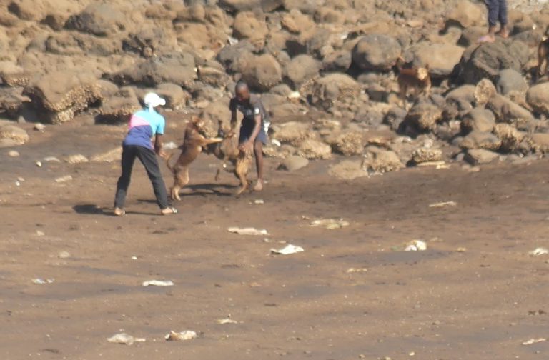Maltraitance, chiens, Mayotte