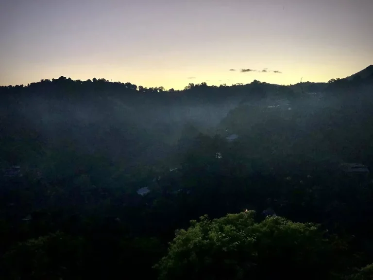 Forêt Mayotte bidonville