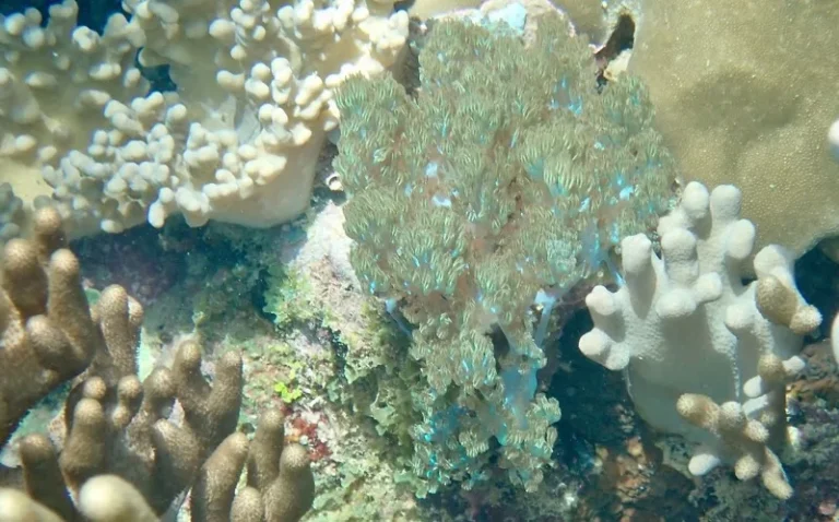 OFB, EEE, ADNe, Mayotte, La Réunion