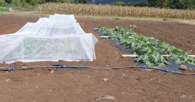 Pesticides, FNATH, Mayotte