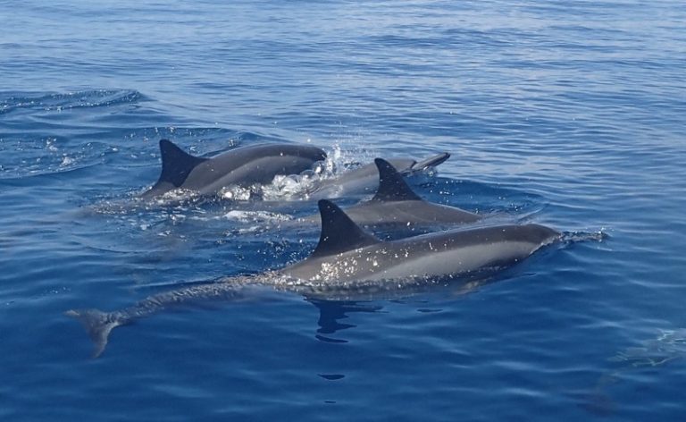 Mayotte, lagon, dauphin, Ceta'Maore, 