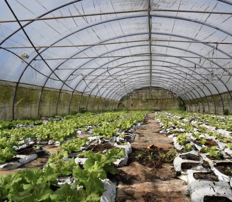EPFAM, agriculture, Mayotte