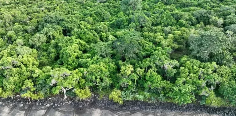 Mangrove, Mission nature, Mayotte
