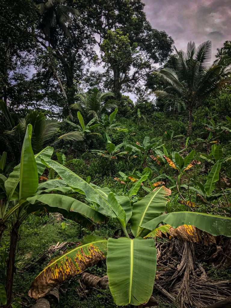 plantation de bananiers