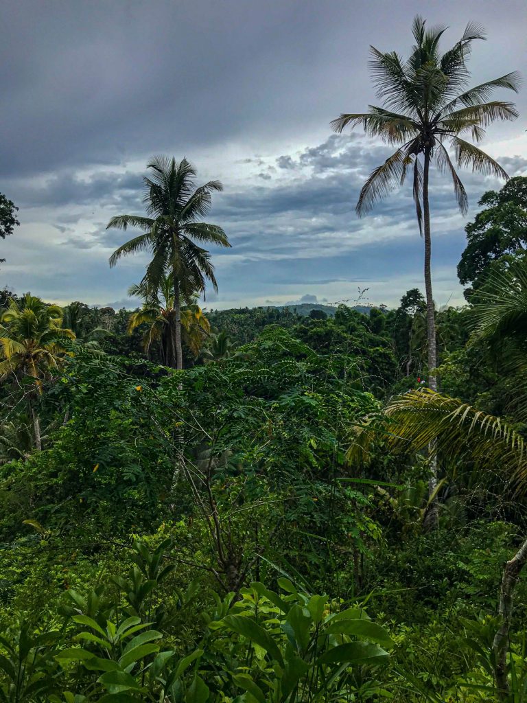 Canope d'une foret tropicale