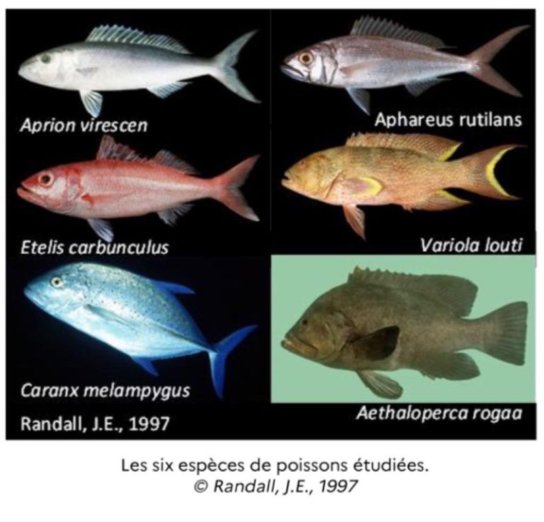 Carangue, vivaneau, rogaa, Par naturel marin, Mayotte, Demerstock