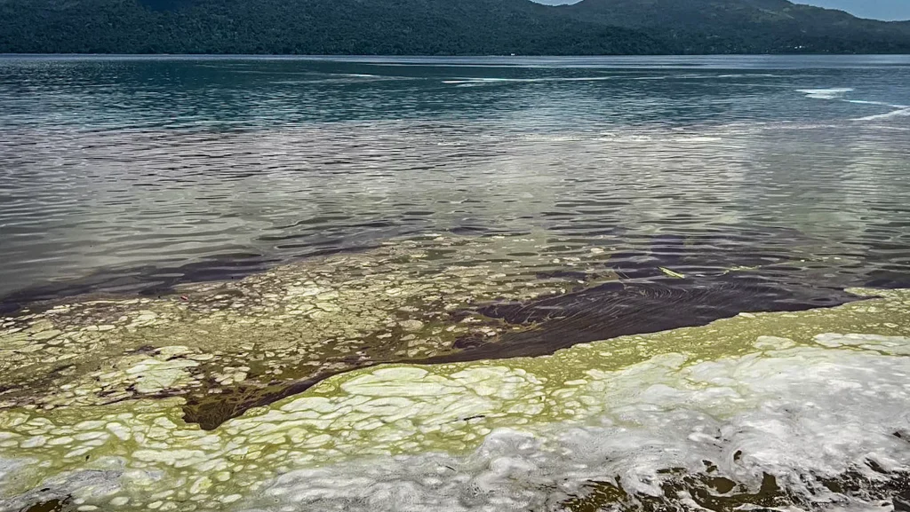 Pollution, Cyanobactéries, Bouéni