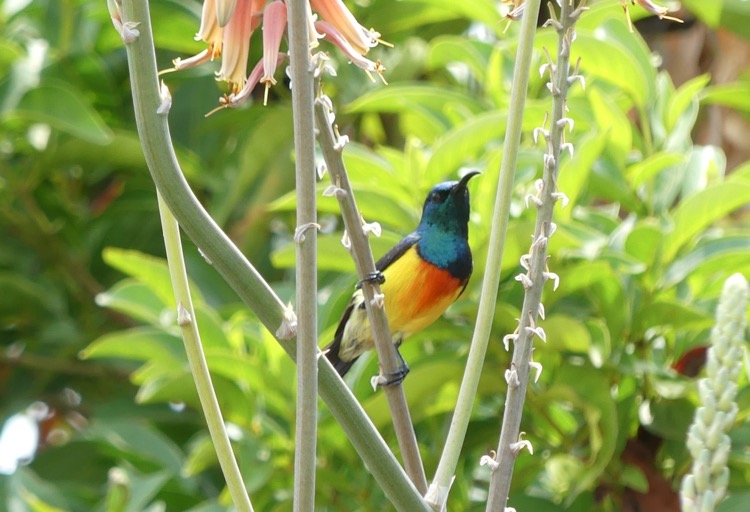 GEPOMAY, Life BIODIV’OM, Faune-Mayotte, Mayotte