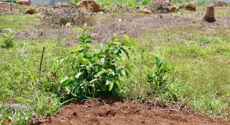 Terrain, foncier, Mayotte, agriculture,