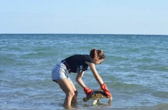 REMMAT, PNM, Tortues, Mayotte