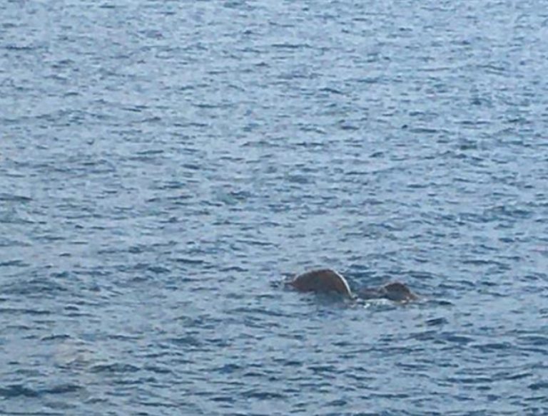 Dugong, PNM, Mayotte