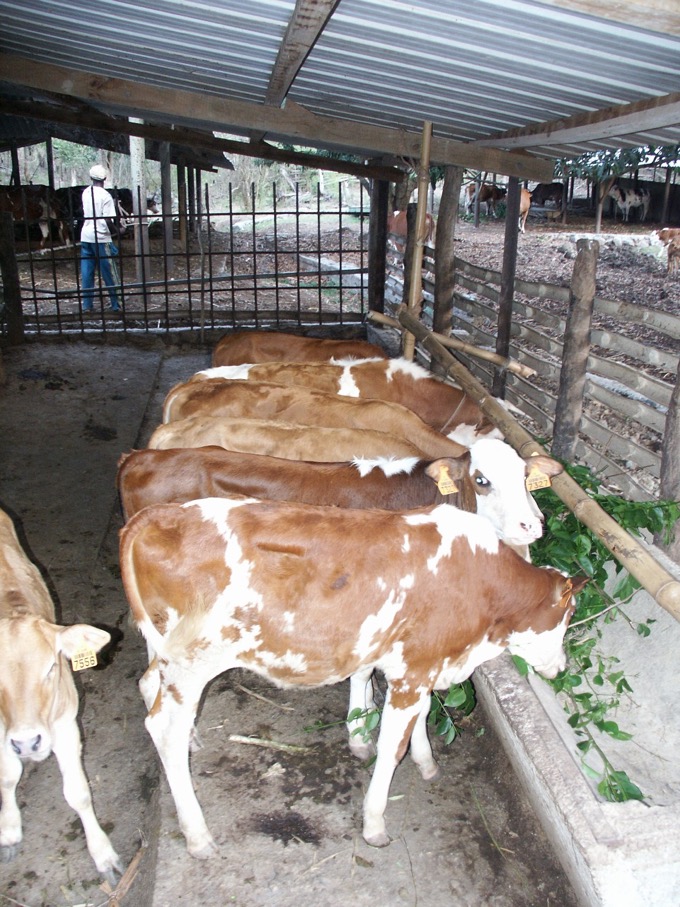 DAAF, agriculture, Mayotte