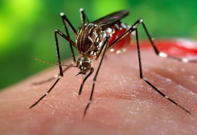 Moustique, aedes