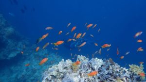 Mayotte, plongée, cyclone, Chido, lagon, tombant, corail, poissons, 