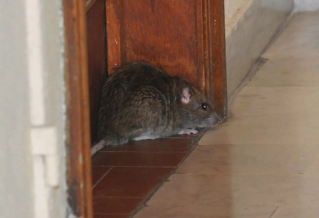 Mayotte, leptospirose, santé publique france,