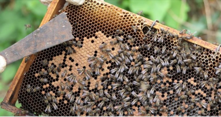 pollinisateurs, apiculture, Mayotte