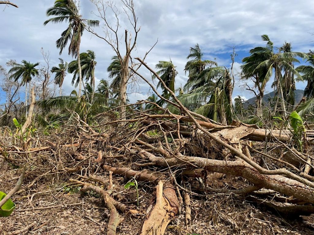 Mayotte, nature dévastée, Cyclone Chido, environnement, arbres cassés, dégâts,