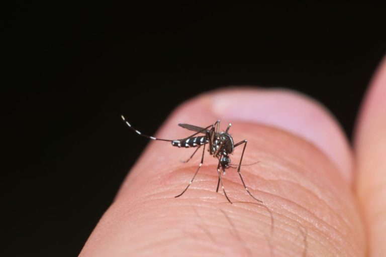 La Réunion, Mayotte, moustique, chikungunya, moustique tigre, épidémie,