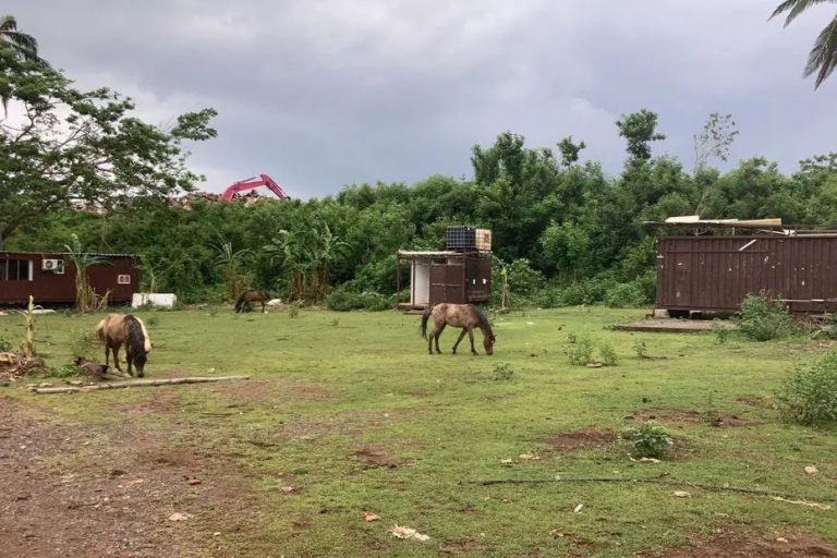 Mayotte, centre équestre, Hajangoua, 