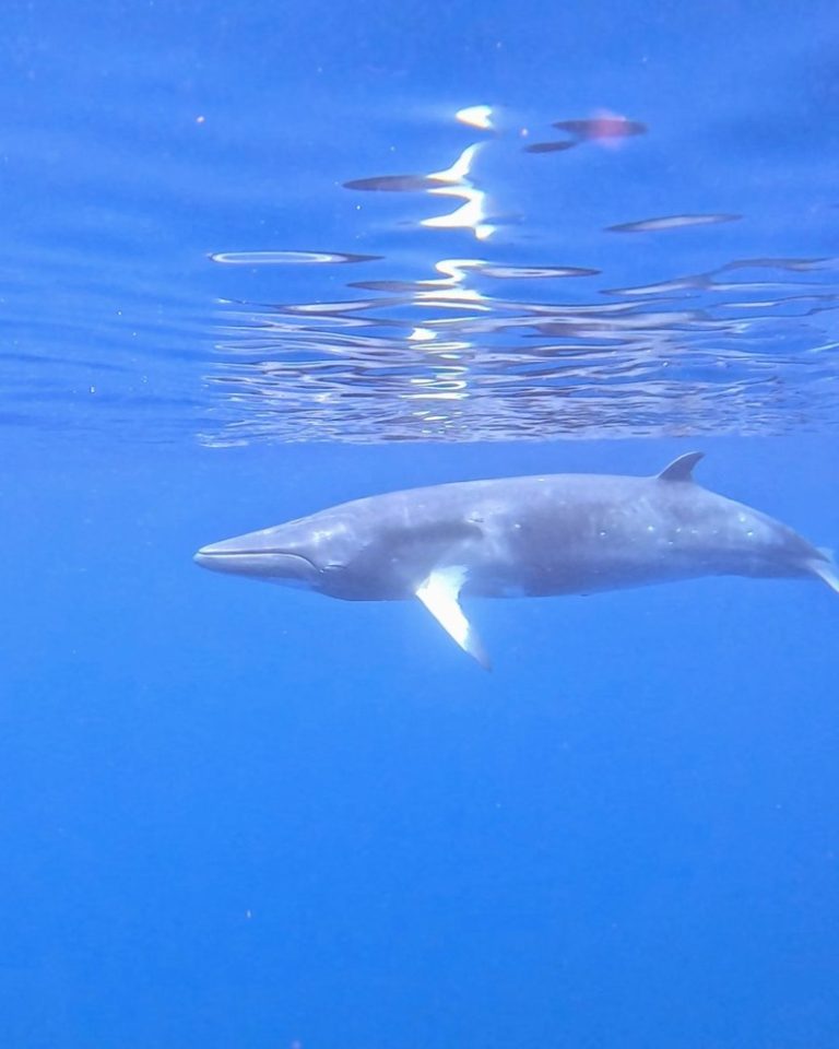 Baleine de Minke naine, mammifère, baleine, Mayotte