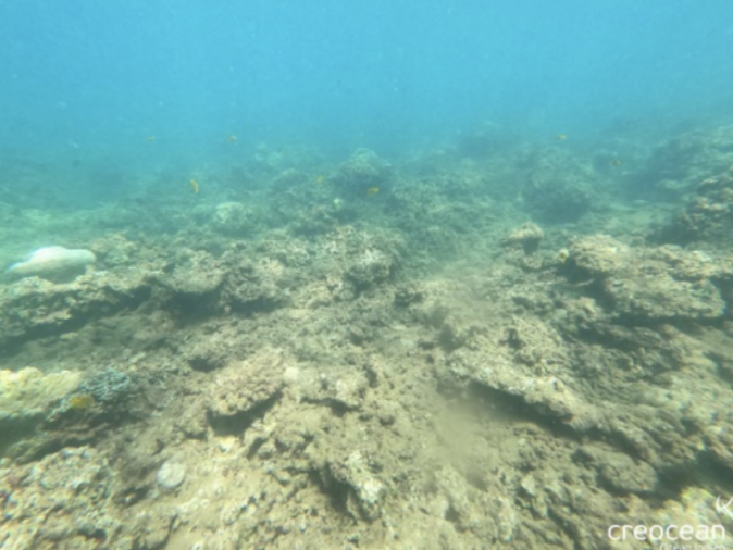 Mayotte, corail, Parc naturel marin de Mayotte, Chido,