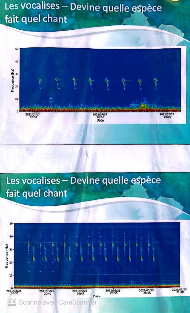 Mayotte, mammifères marins,