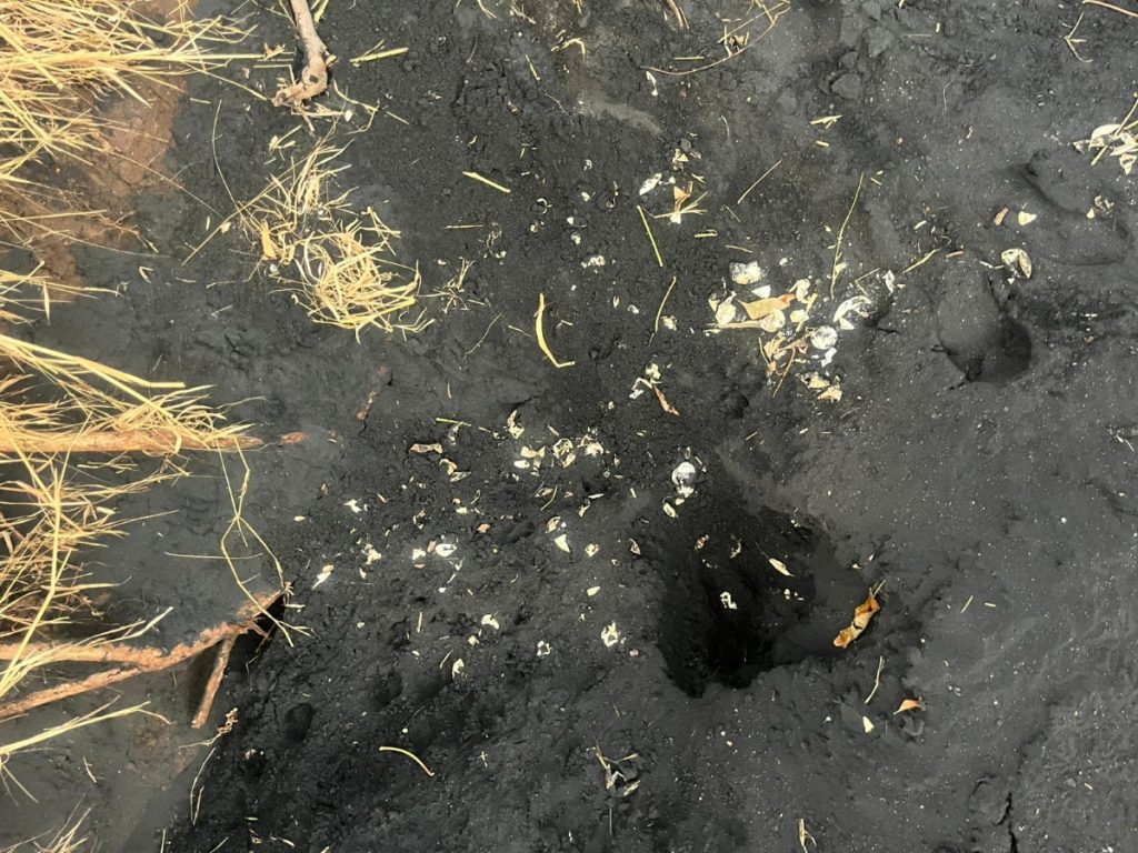 Tortues marines, chiens errants, collectif anti-braconnage, lettre, préfet, élus, biodiversité, Mayotte