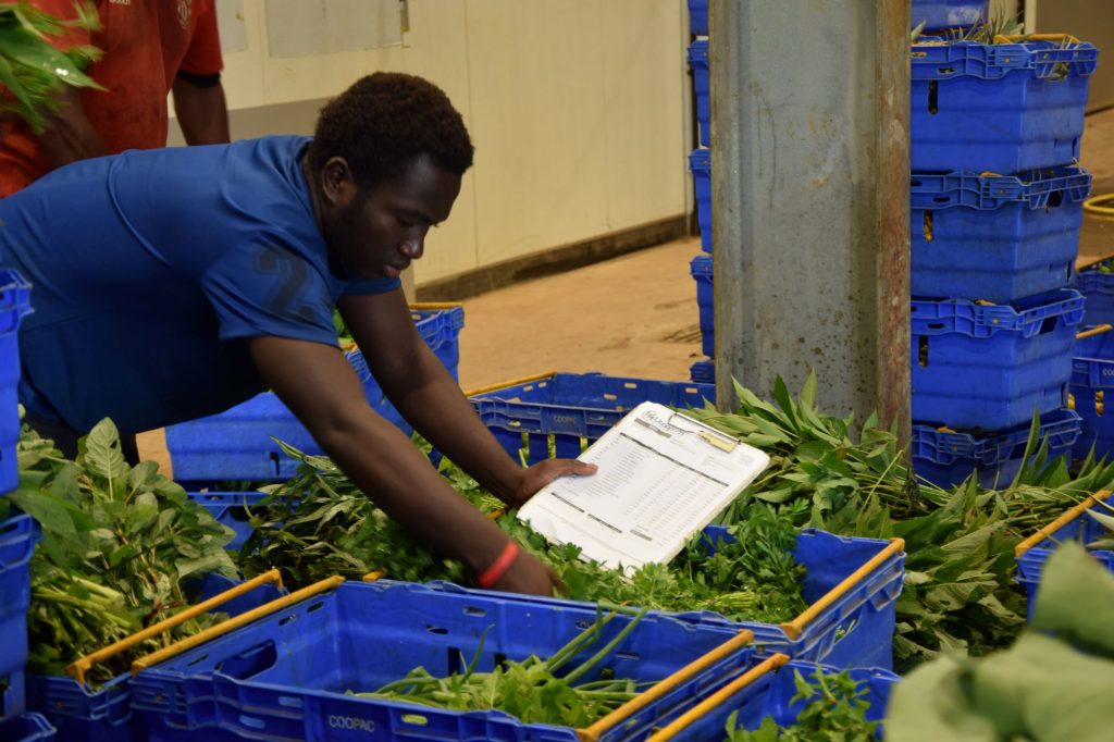 UCOOPAM, COOPAC, Combani, agriculture, producteurs, fruits, légumes, Mayotte