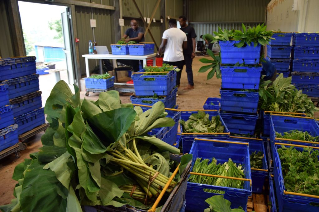 UCOOPAM, COOPAC, Combani, agriculture, producteurs, fruits, légumes, Mayotte