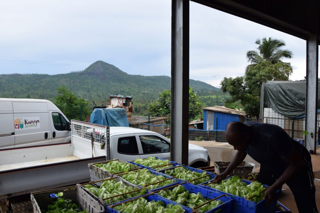 UCOOPAM, COOPAC, Combani, agriculture, producteurs, fruits, légumes, Mayotte