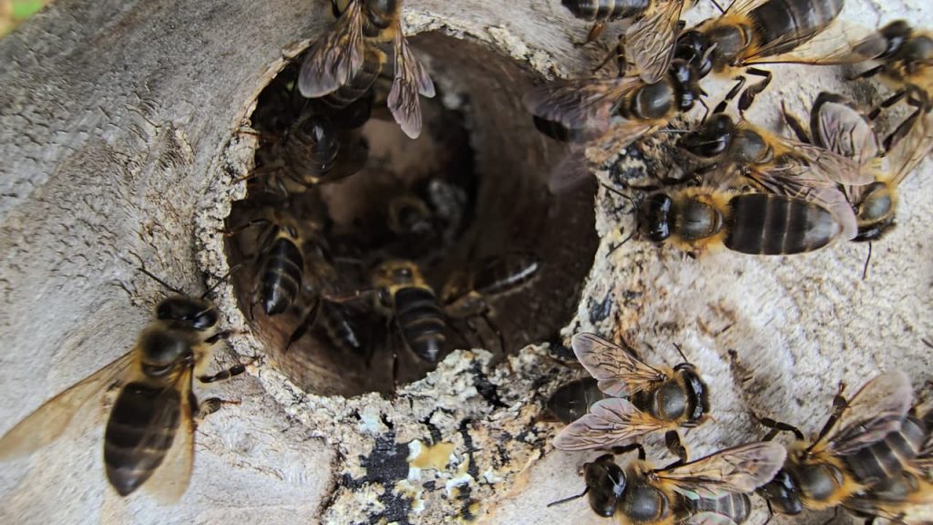 Abeilles, FMAE, Département, Mayotte