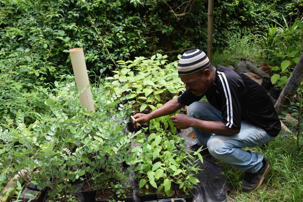 Conservatoire botanique de Mascarin, Dembéni, pépinière, Mayotte