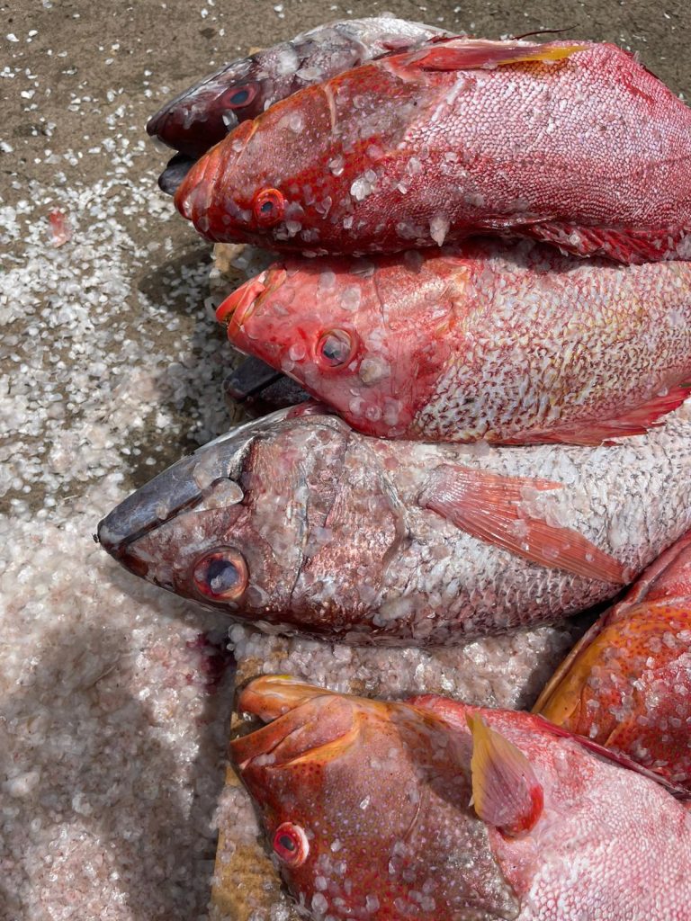 Pêche, M'tsapéré, blocage, vente, pécheur, Mayotte