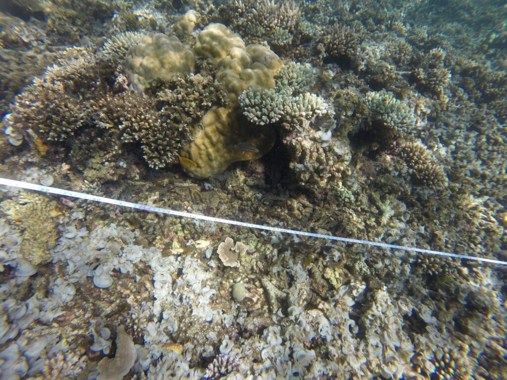 Poissons, coraux, récif, lagon, BTS, GPN, Mayotte, observation, biodiversité, Parc Naturel Marin, Mayotte, tombant