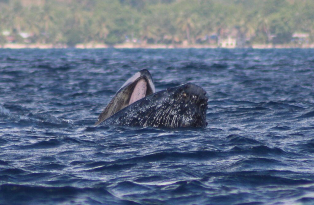 Mayotte, baleine à bosse,