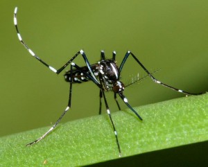 L'Aedes albopictus qui véhicule la dengue et le chikungunya (Crédits photo : ARS OI)
