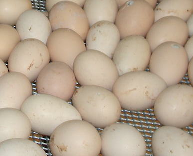 Le prix des œufs et produits laitiers a augmenté de 4,2%