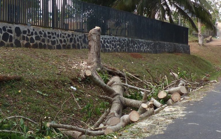 Un arbre abattu pour l'érection d'un barrage